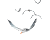 Birds animated