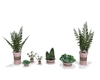 Plants set