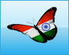 D*indian flag butterfly
