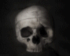 SKULL#6
