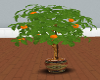 Tx Ranger Orange tree