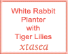 Rabbit n Tiger Lillies