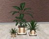 Country Rm Plant
