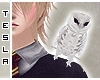 ϟ Hedwig snowy owl e