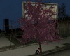[i] Rose solitude tree