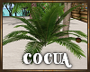 Cocua Tropical Plant