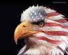 American Eagle Picture