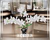 vase orchid 3