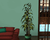 Sweet Home Bamboo Plant