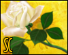 S|White Rose (L)
