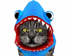 Shark Cat Pet