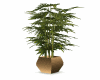 plant gold pot