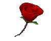 [G018] Rose & Heart