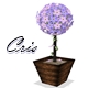 *C* vaso flor purple