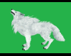 northern snow ghost wolf