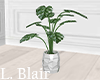 Plant | V6