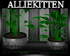 (AK)Plant duo