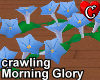 CrawlingMorningGloryBlue