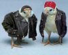 Harley Biker Chicks