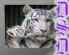 Frameless Tiger Pic V1