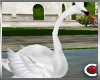 Wed Garden Animtd Swan