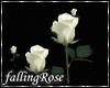Falling White Roses