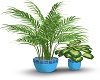 DBee Room plant