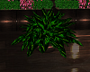 :G: Sunrise plant