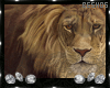 e K-l Lion Art
