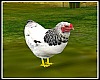 Animated Brahma Chicken