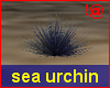 !@ Sea urchin