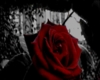 Red Rose
