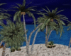 Palm Tree
