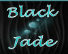 black jade plant 3