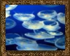 vatv jellyfish
