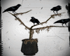 Katatonia Crow Vase