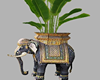 Elephant Plant