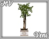 *MV* Bamboo Plant