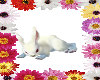 (SS)Rabbit Animated