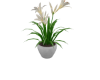 White Lily