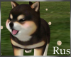 Rus: Shiba Pup 5