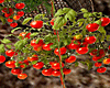 Tomato Garden w/poses