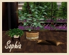 Island Dwelling Plants