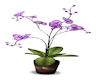 JN Purple Plant