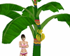 Ritual Banana Tree