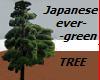 Japanese Evergreen Tree