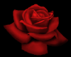 tiny red rose