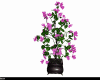 purple Collor Plant