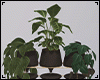 Funnel Pot Plant