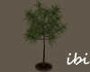 ibi Yaka Mein Tree